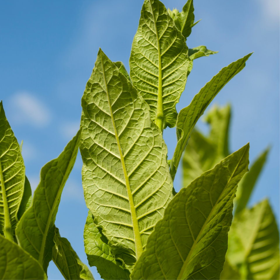 Tobacco Virginia Gold Poland Seeds — 300