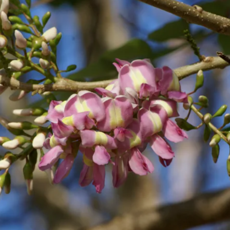 Gliricidia Sepium Seeds — 20