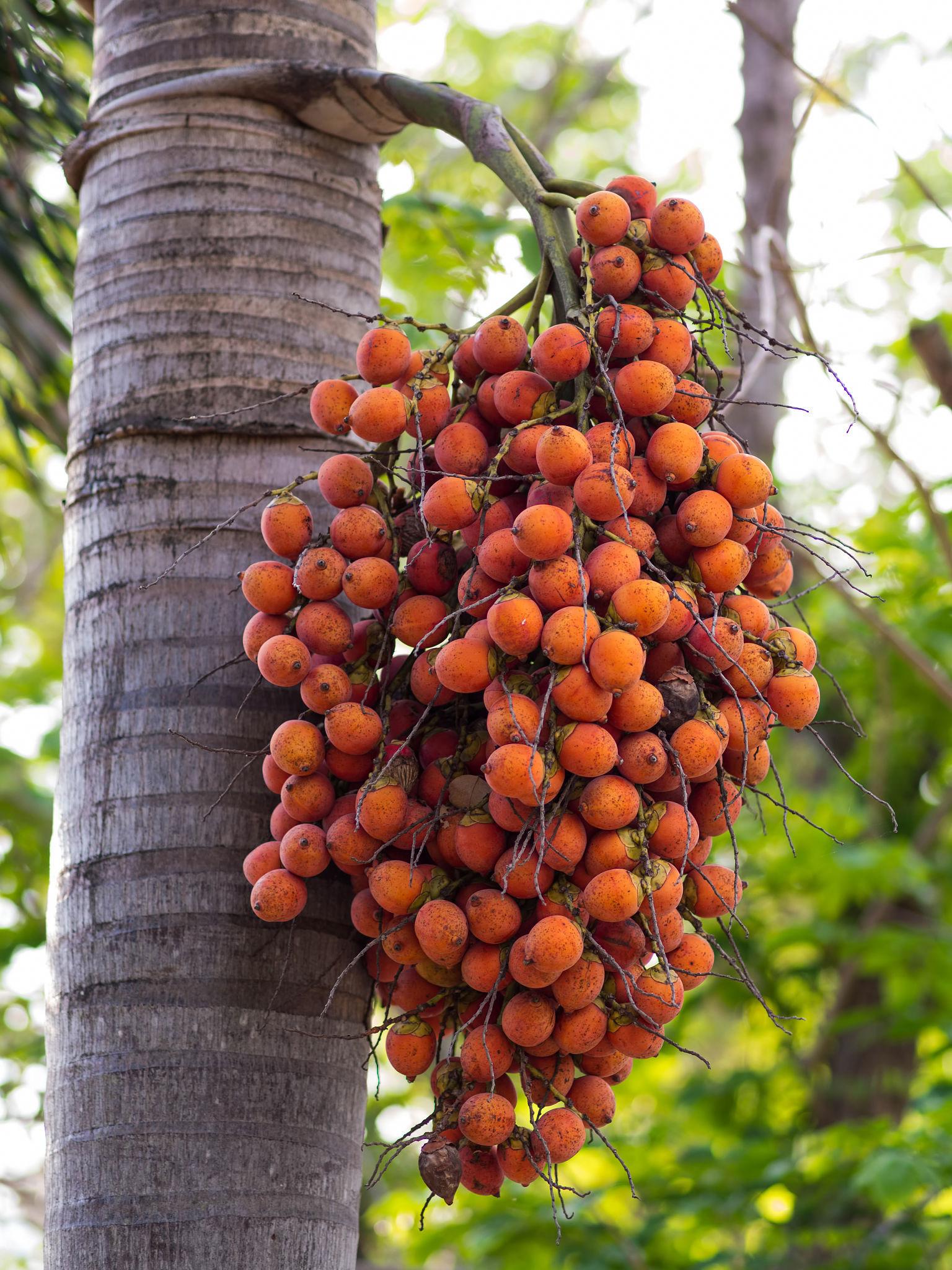 Betel nuts, Areca palm Seeds — 5