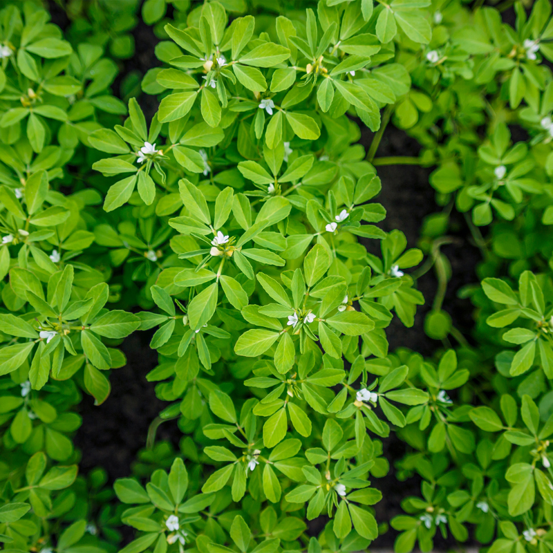 Fenugreek Seeds — 100