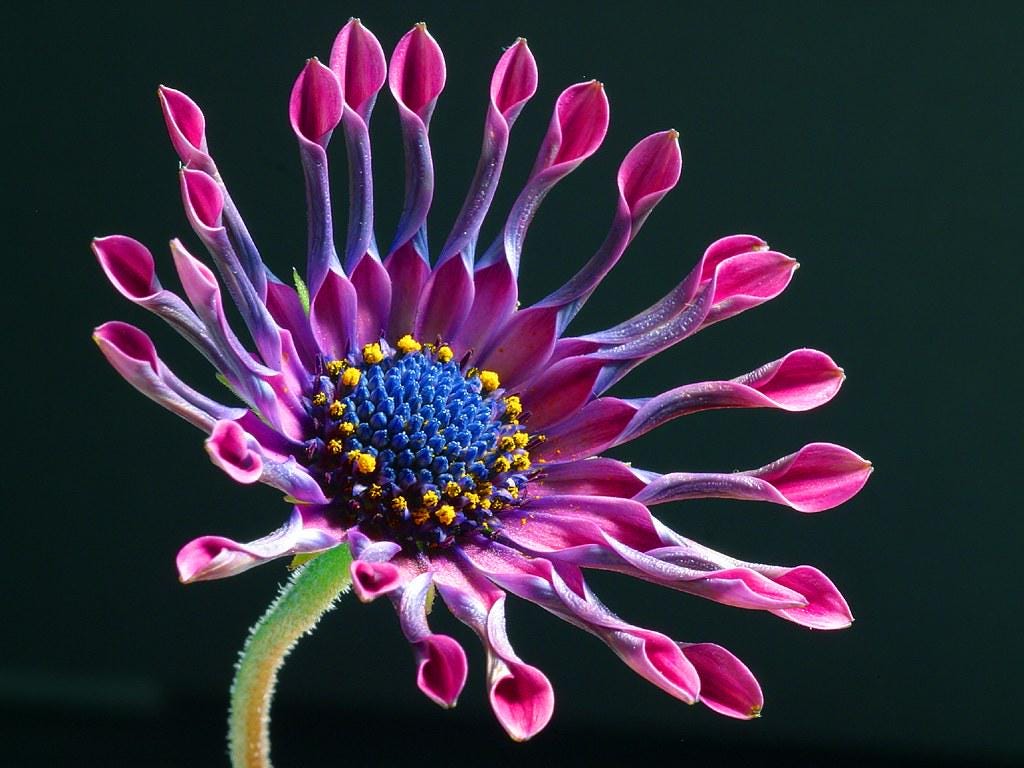 Oestespermum Seeds — 100 Seeds