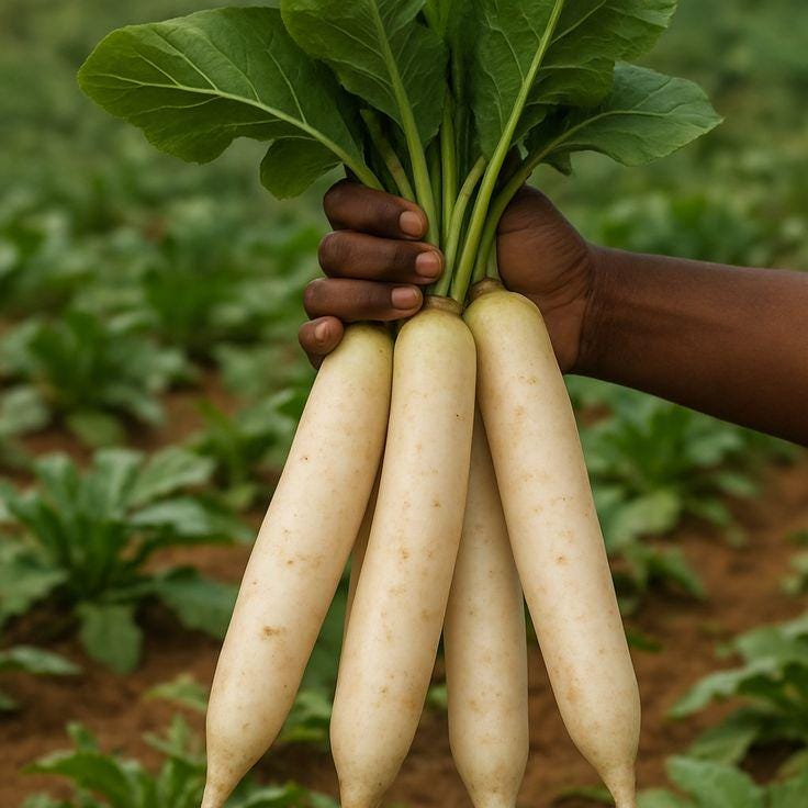 Radish Palak Patta Seeds — 50
