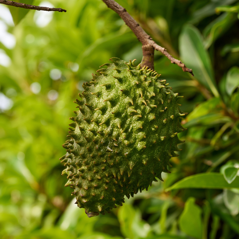 Soursop, Graviola Seeds — 5