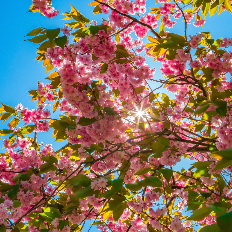 Sakura, Prunus Serrulata, Japanese cherry Seeds — 10