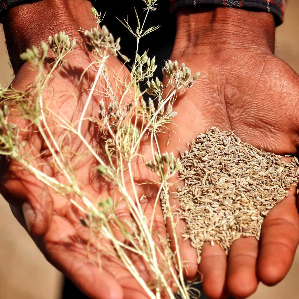 Jeera, Cumin Seeds — 500