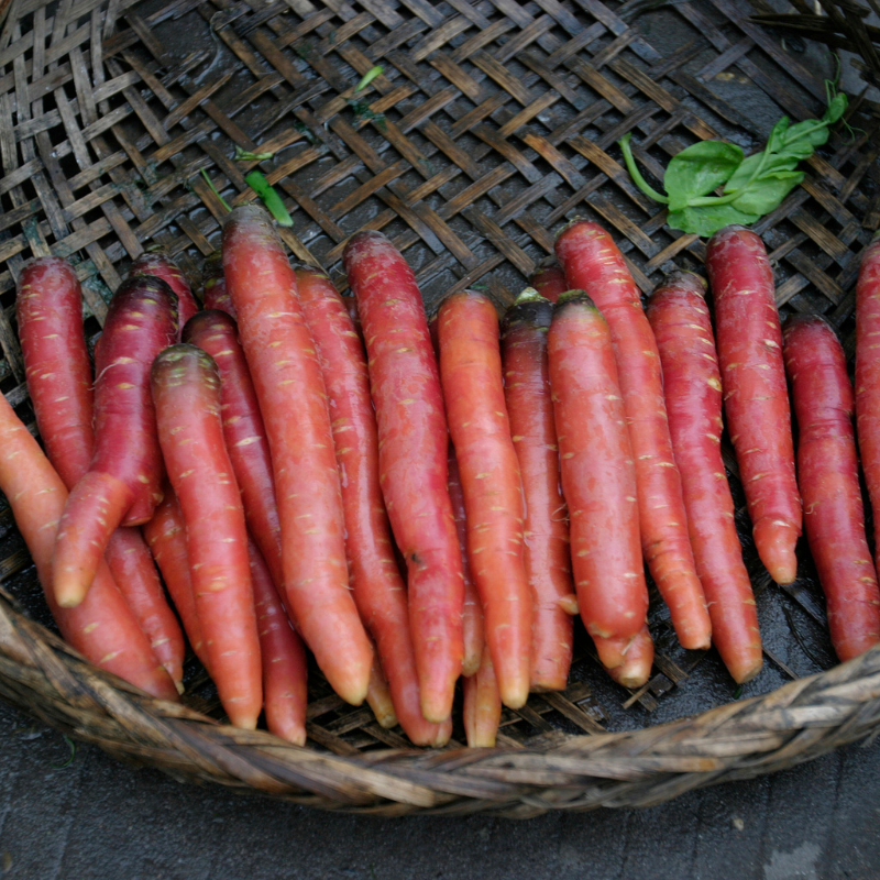 Carrot red beauty Seeds — 500