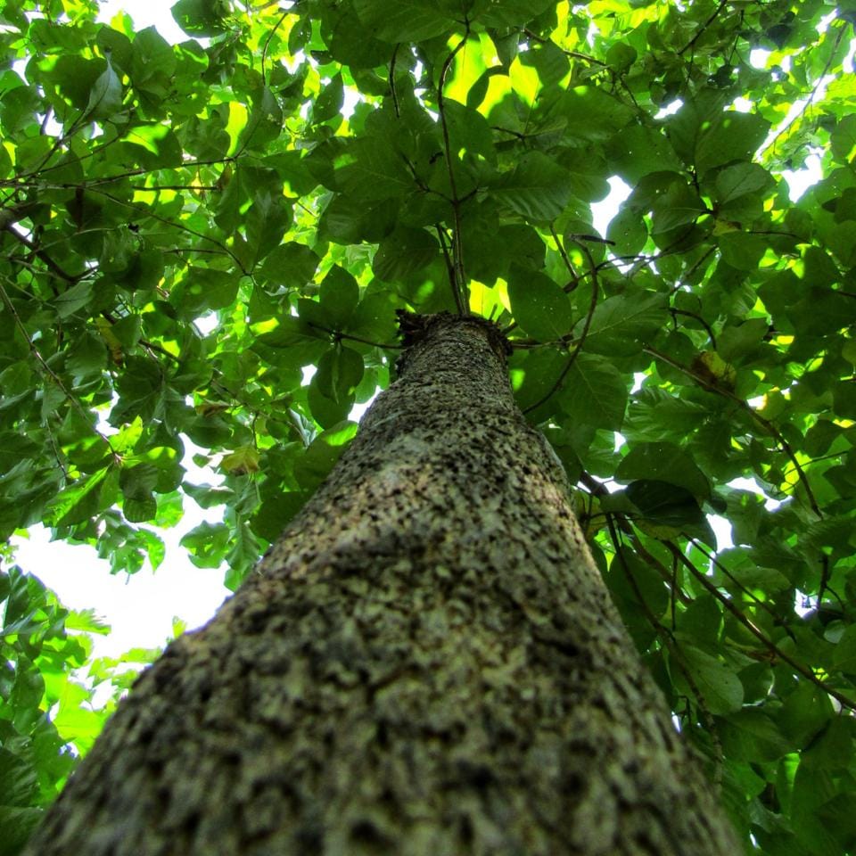 Teakwood, Sagwan Seeds — 5