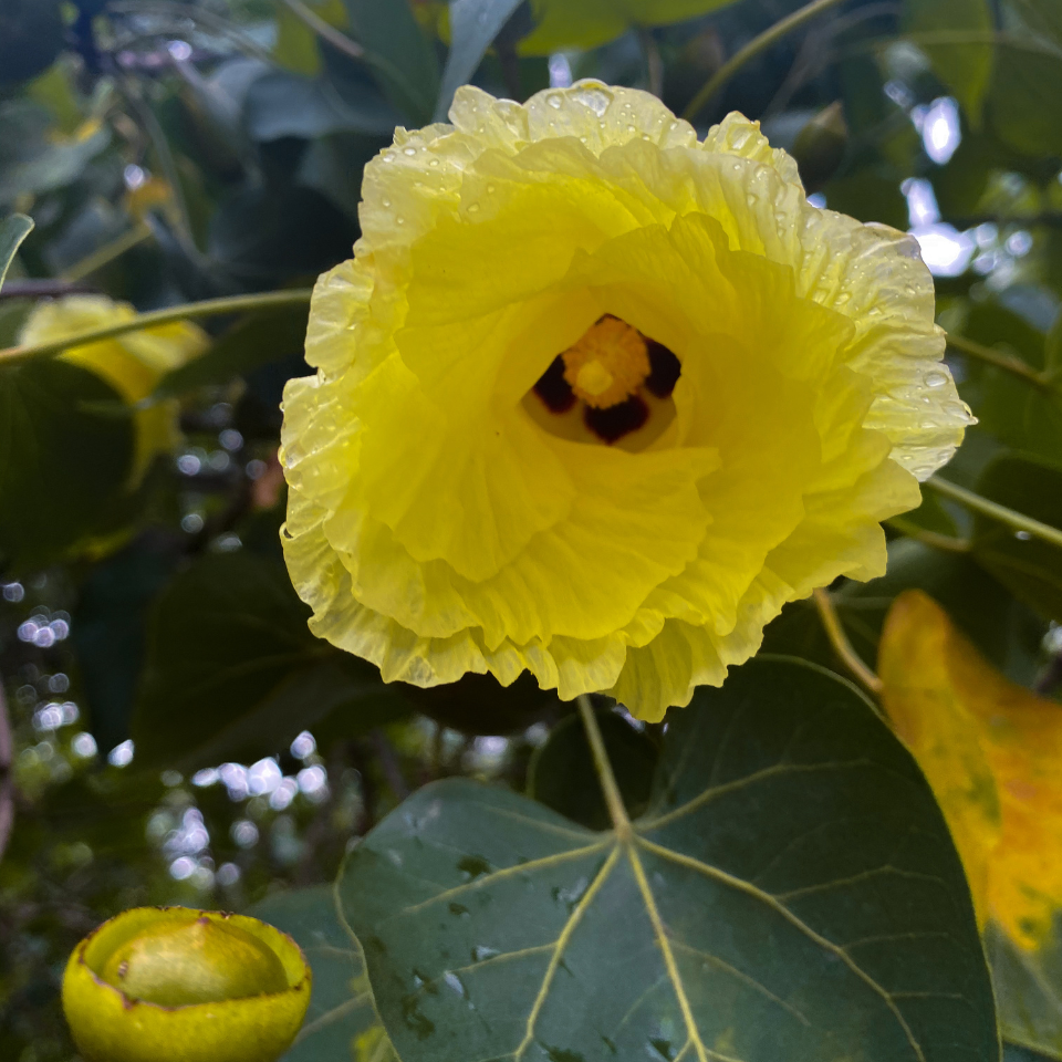 Thespesia Populnea, Portia Tree Seeds — 10