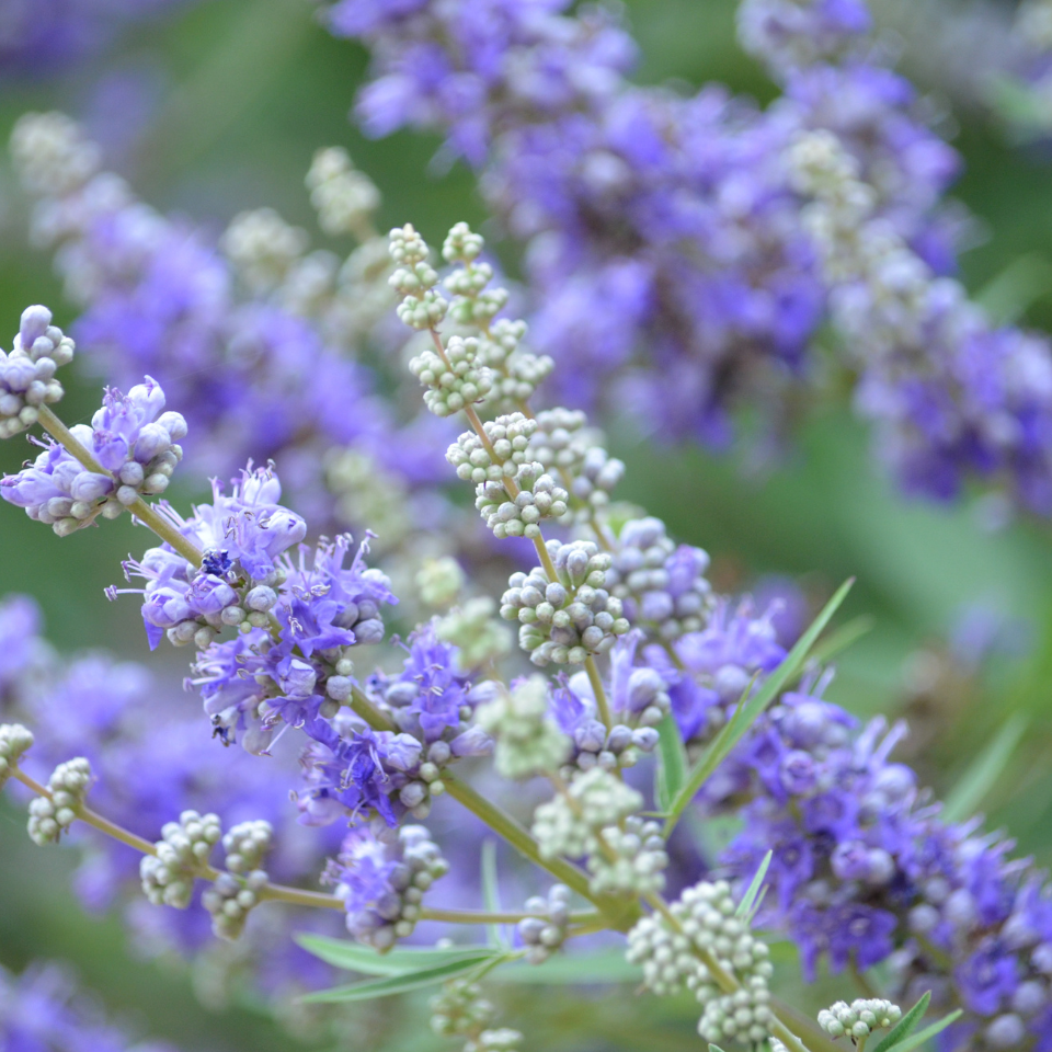 Vitex, Nirgundi, Vitex agnus-castus Seeds — 500