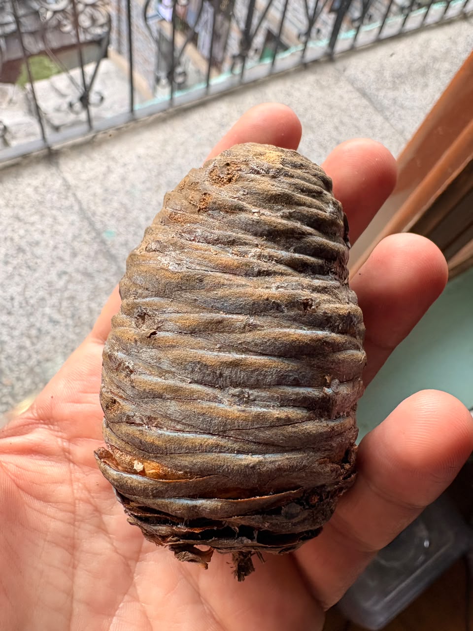 Cedrus deodara Deodar Cedar Cone — Not Seeds — 1