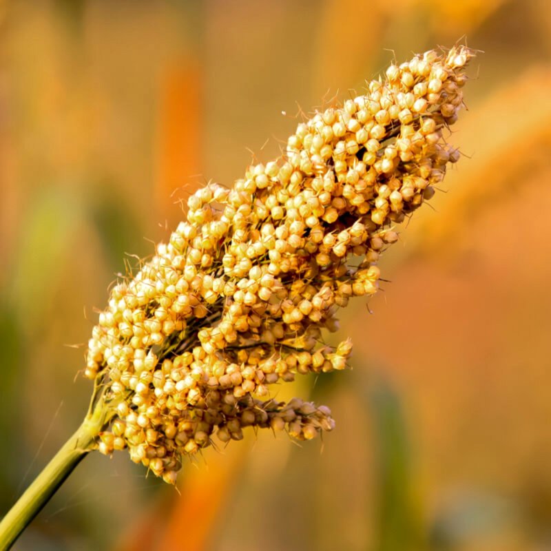 Jowar, new quinoa Seeds — 300