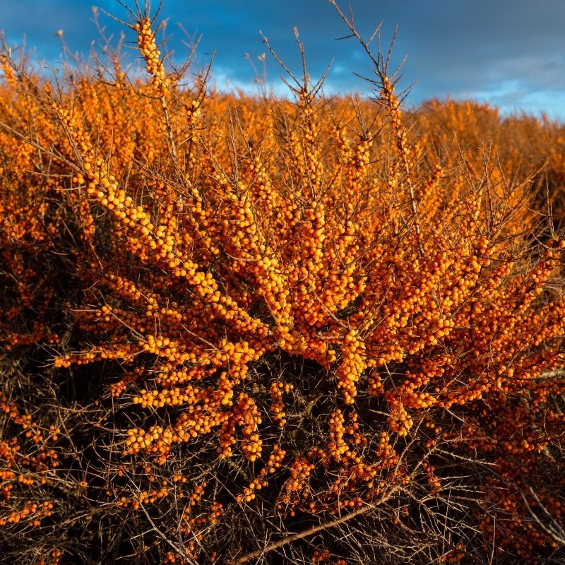 Himalayan Sea Buckthorn Seeds (Hippophae rhamnoides) — 20