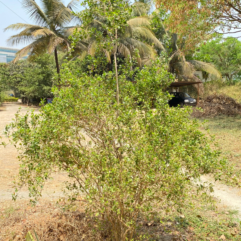 Lawsonia alba, Hina Seeds — 50