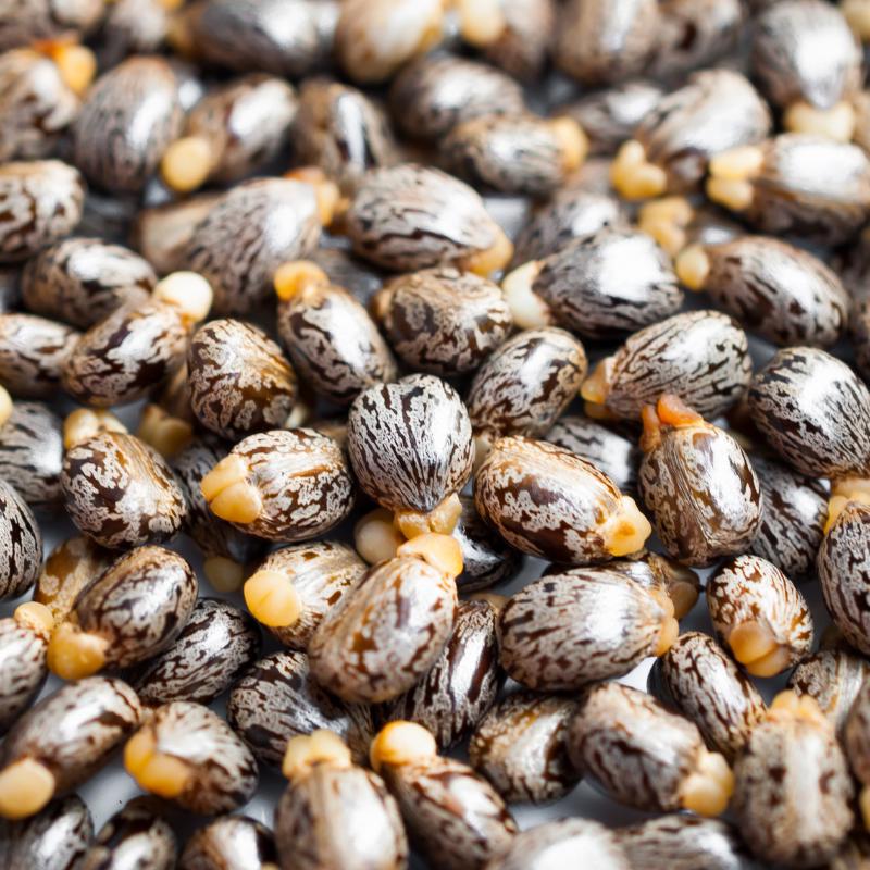 Castor bean Seeds — 10