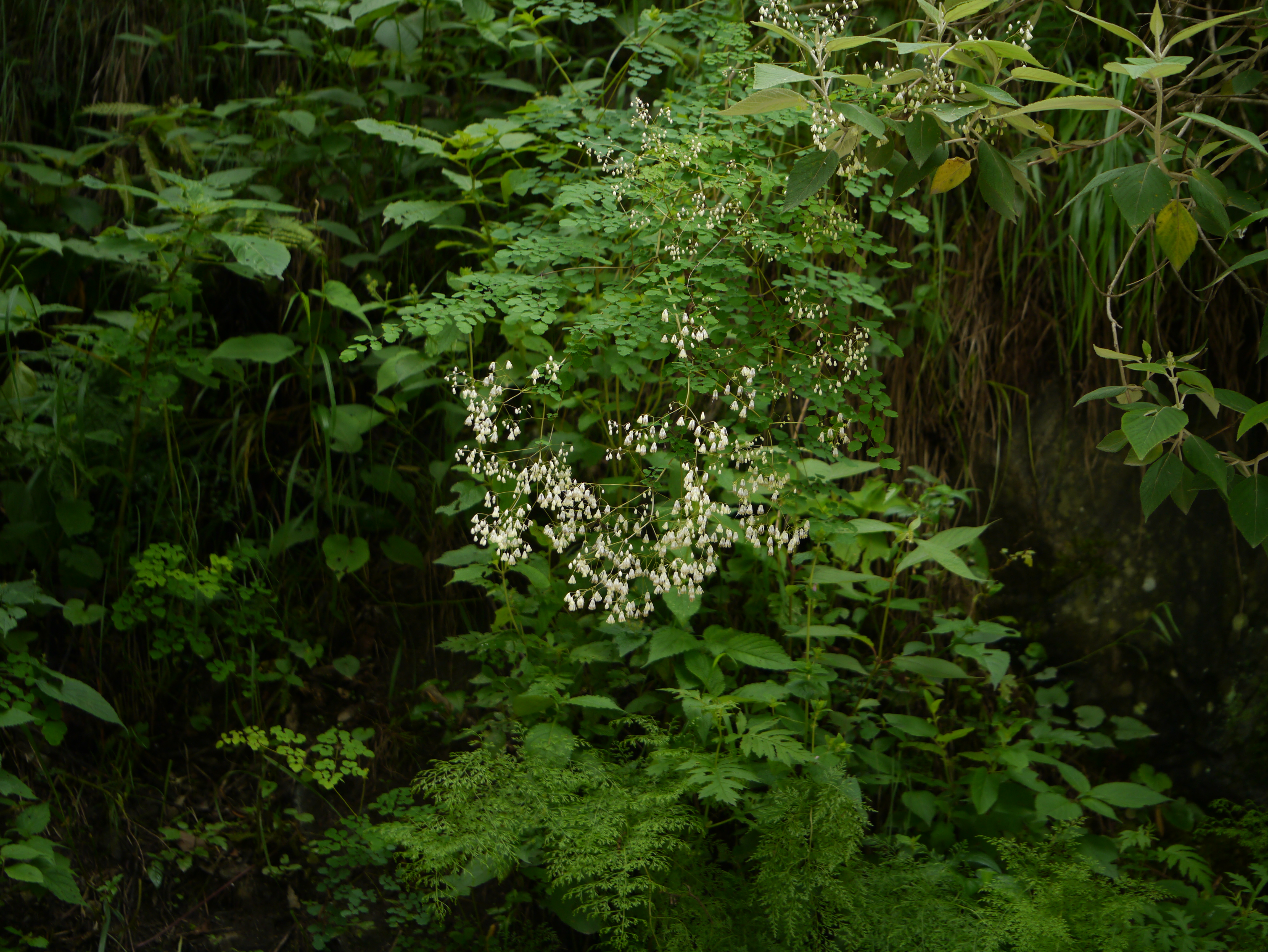 Thalictrum foliolosum, Mamera Seeds — 20