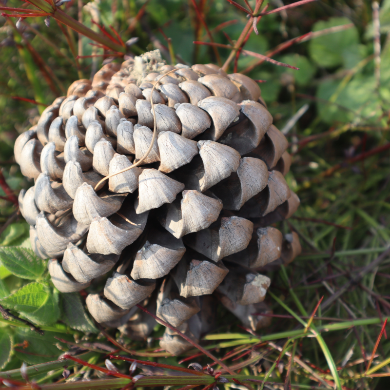 Pinus Roxburghii, Chir Pine Seeds — 20