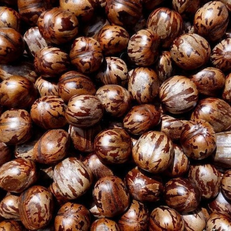 Rubber tree, Hevea Seeds — 5