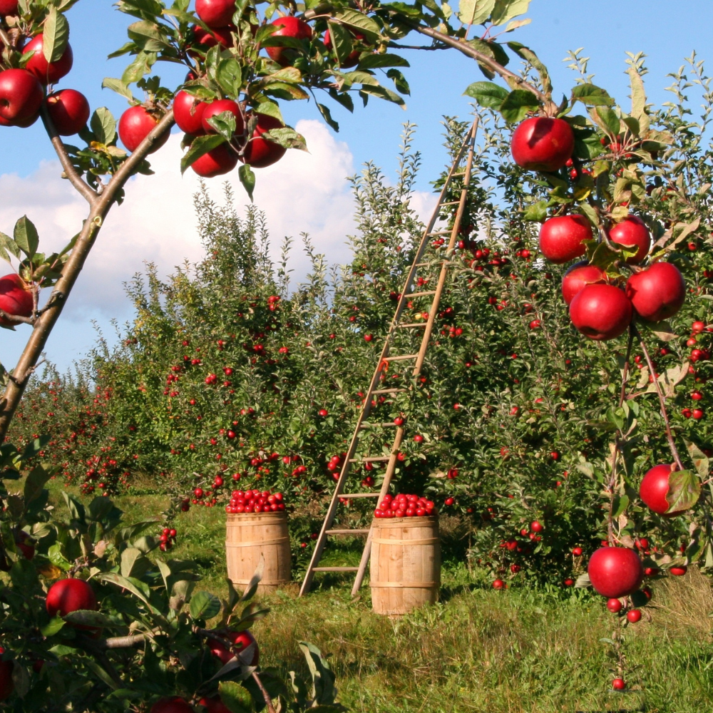 Himalayan apple mix Seeds — 20 Seeds