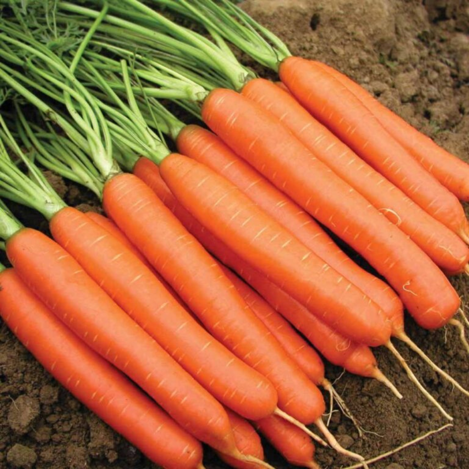 Carrot early nantes tip top Seeds — 100