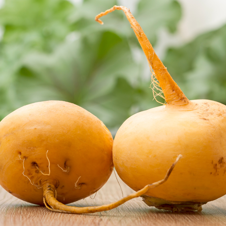 Turnip golden ball Seeds
