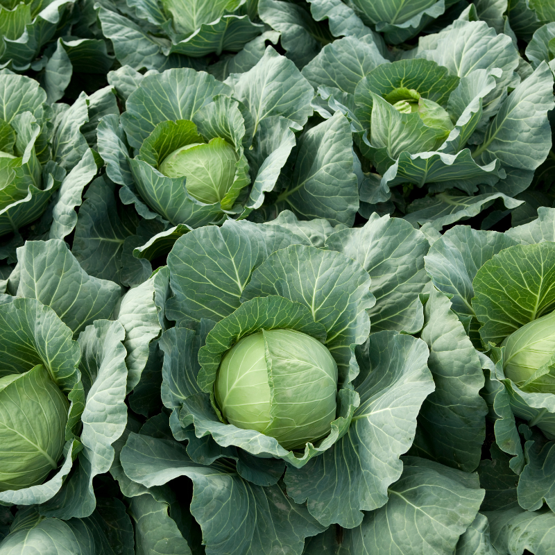 Cabbage pride of india Seeds — 100