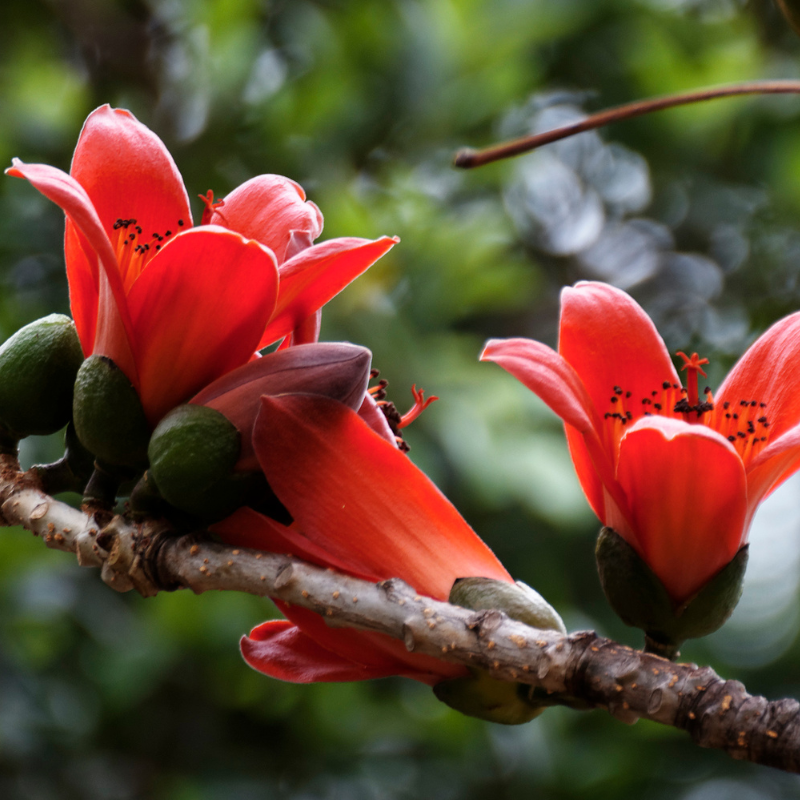 Salmali, Bombax ceiba Seeds — 15
