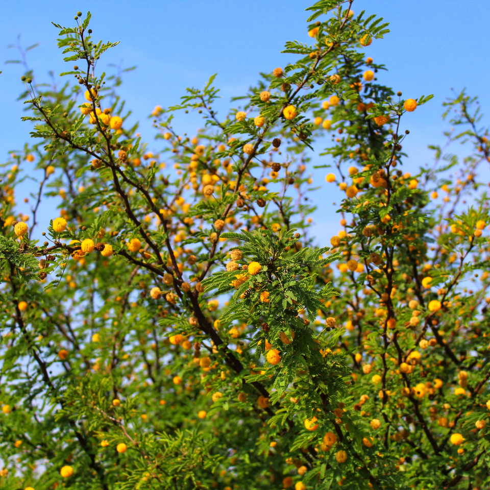 Acacia Nilotica, Babul, Thorn mimosa Seeds — 70