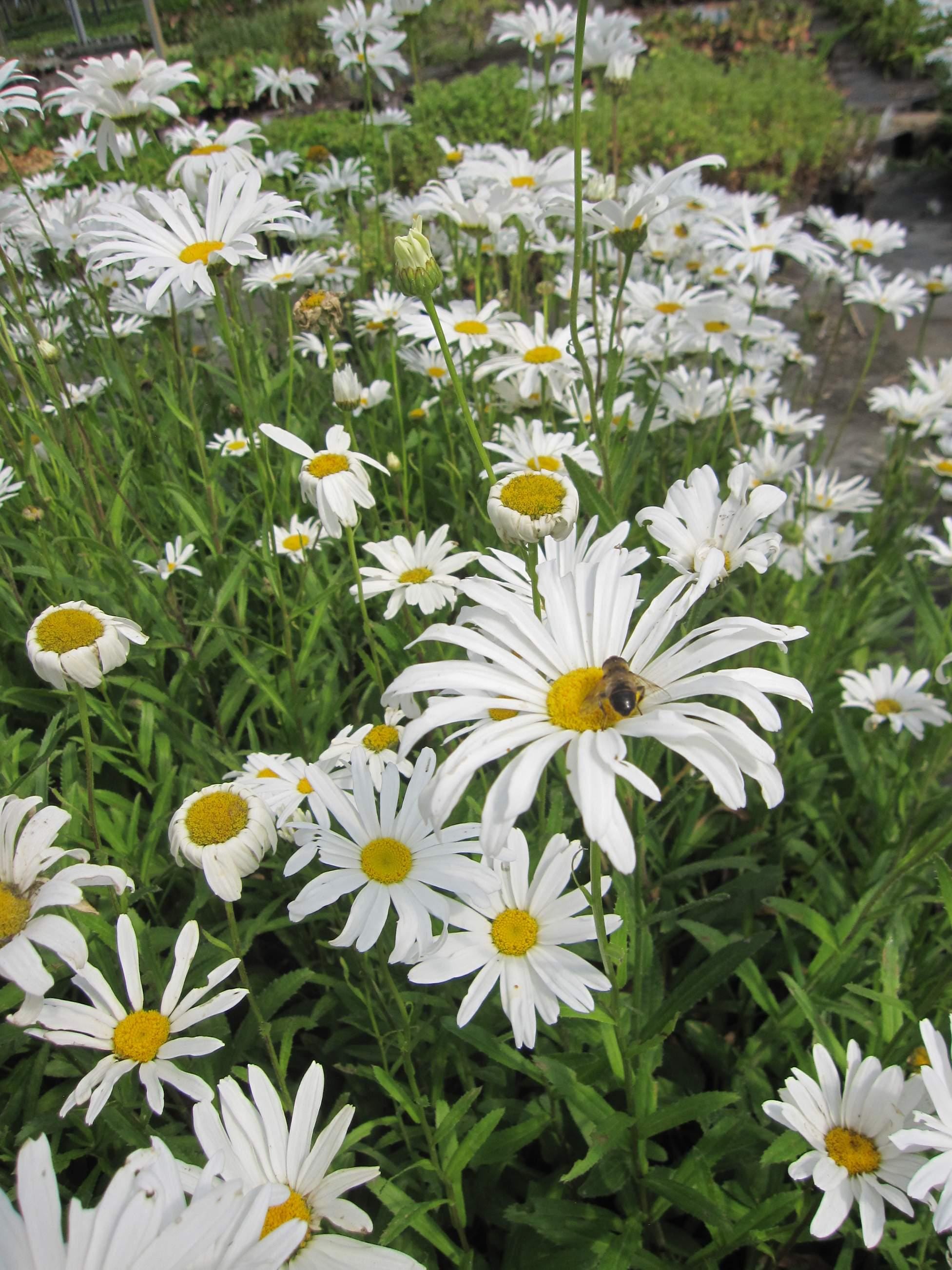 White chamomile daisy silver princess Seeds — 100