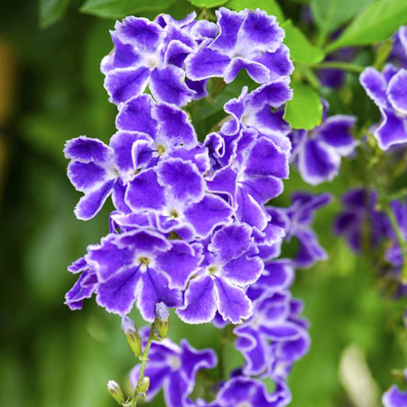 Duranta erecta Seeds — 50