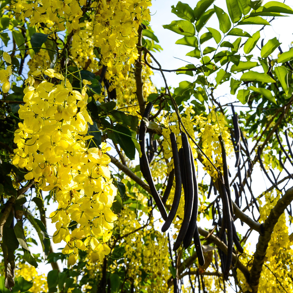 Cassia Fistula, Golden Shower Tree Seeds — 30