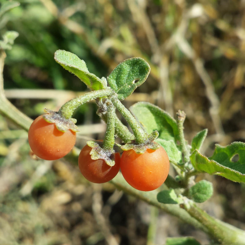 Hairy nightshade, woolly nightshade Seeds — 30