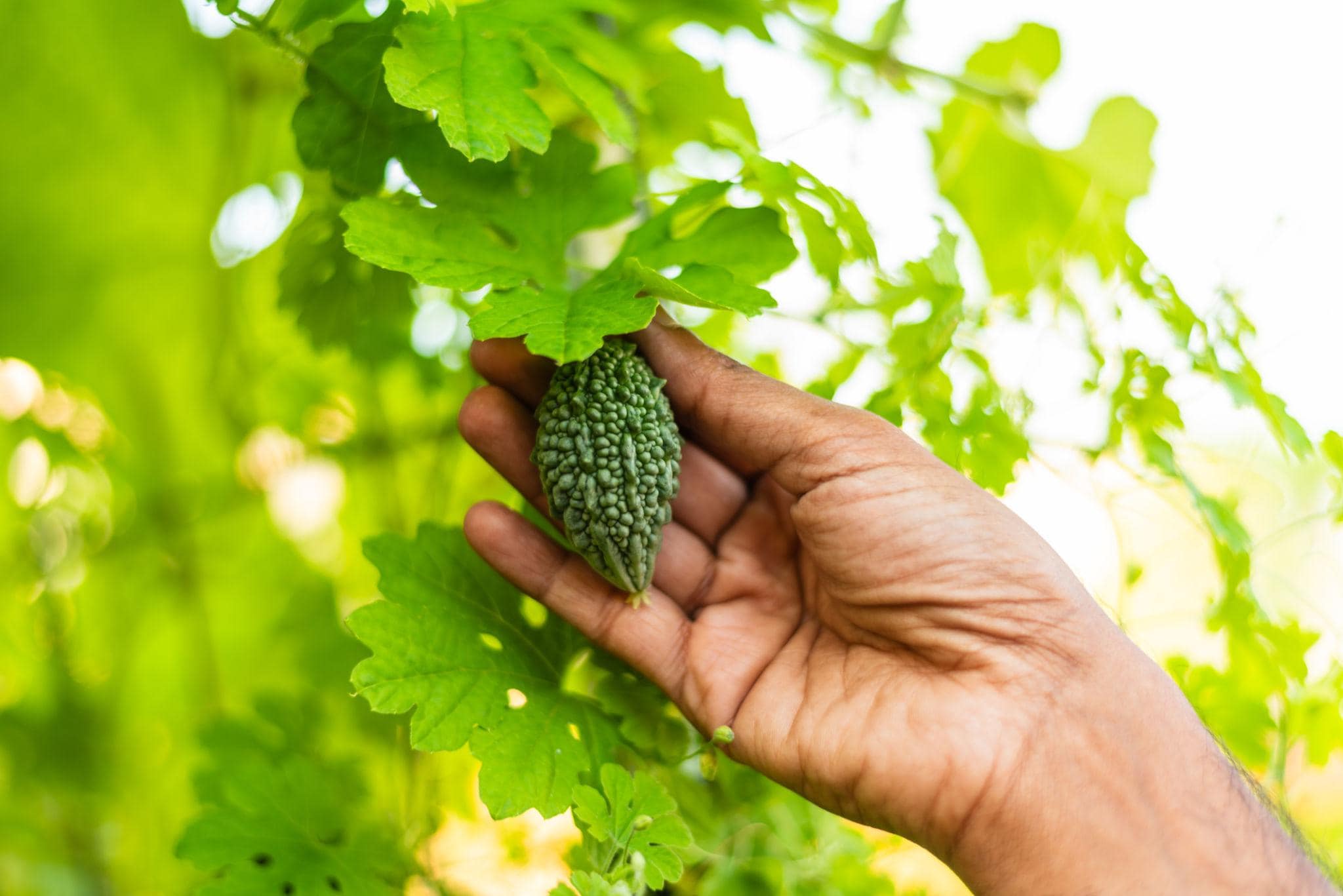 Small bitter gourd Karela Seeds — 20