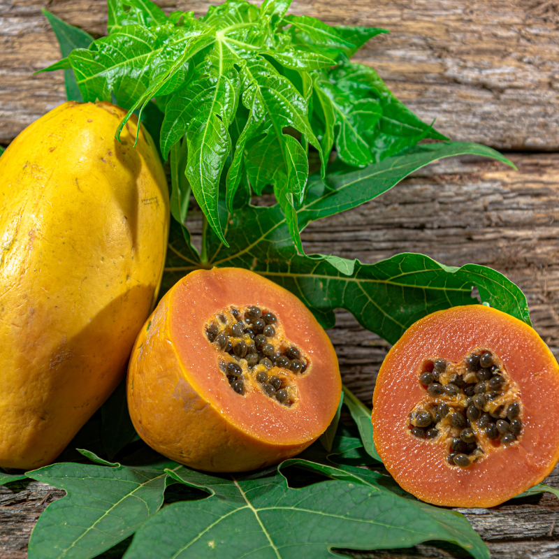 Papaya, Carica papaya, Pawpaw Seeds — 50