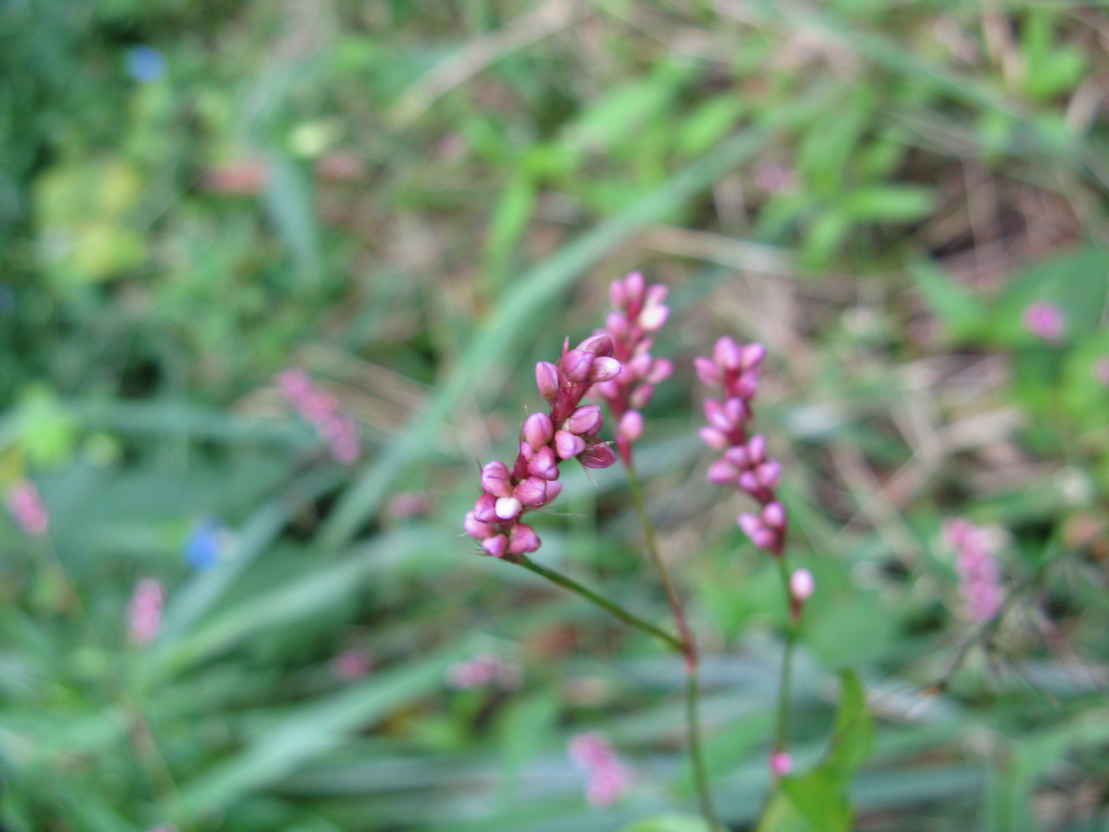Persicaria longiseta Seeds — 30