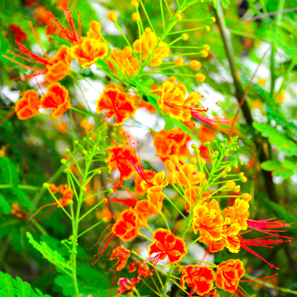 Peacock Flower Seeds (Caesalpinia pulcherrima) — 50
