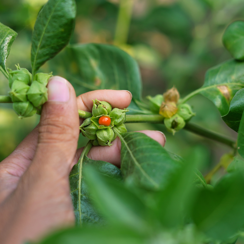 Ashwagandha Seeds — 300