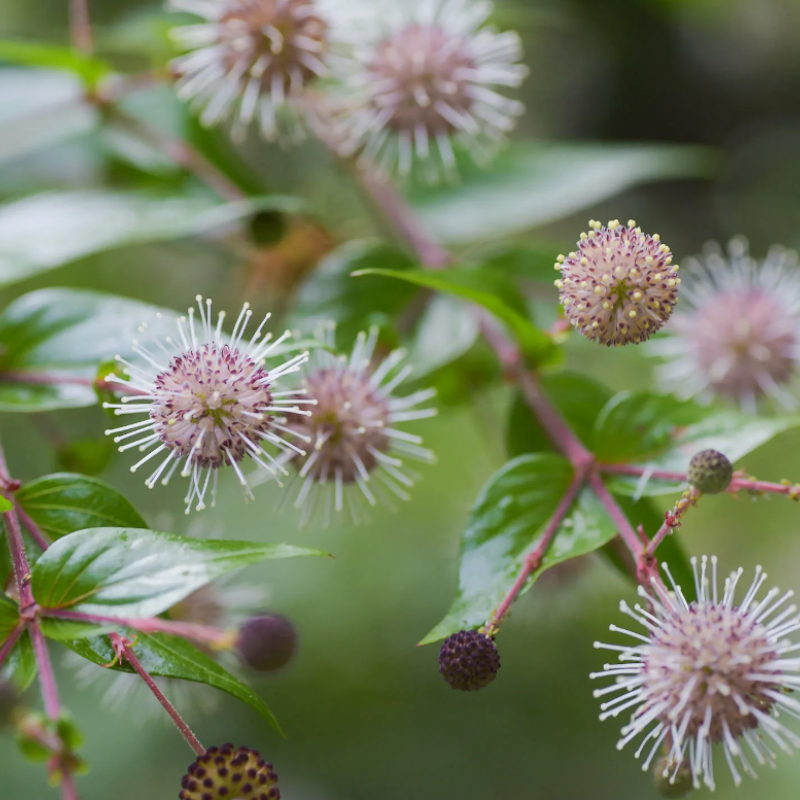 Adina cordifolia Seeds — 50