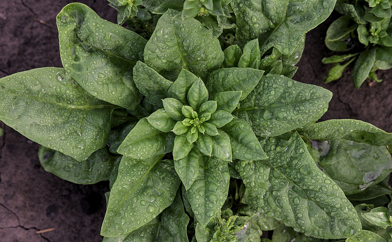 Matador Spinach Seeds — 200