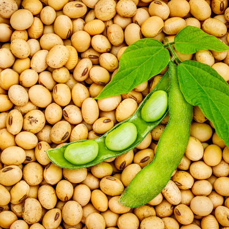 Edamame soya beans Seeds — 30