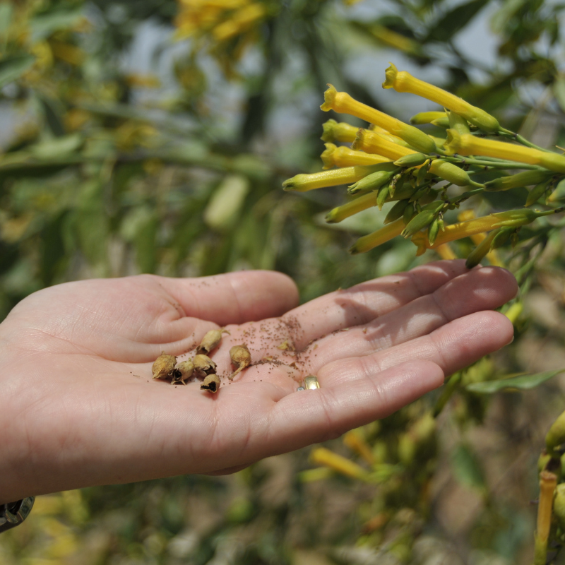 Black mustard Seeds — 30