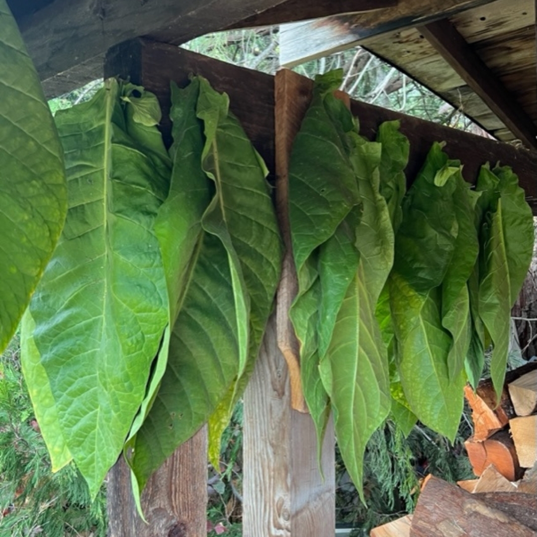 Tobacco Yellow Leaf 36 Seeds — 100