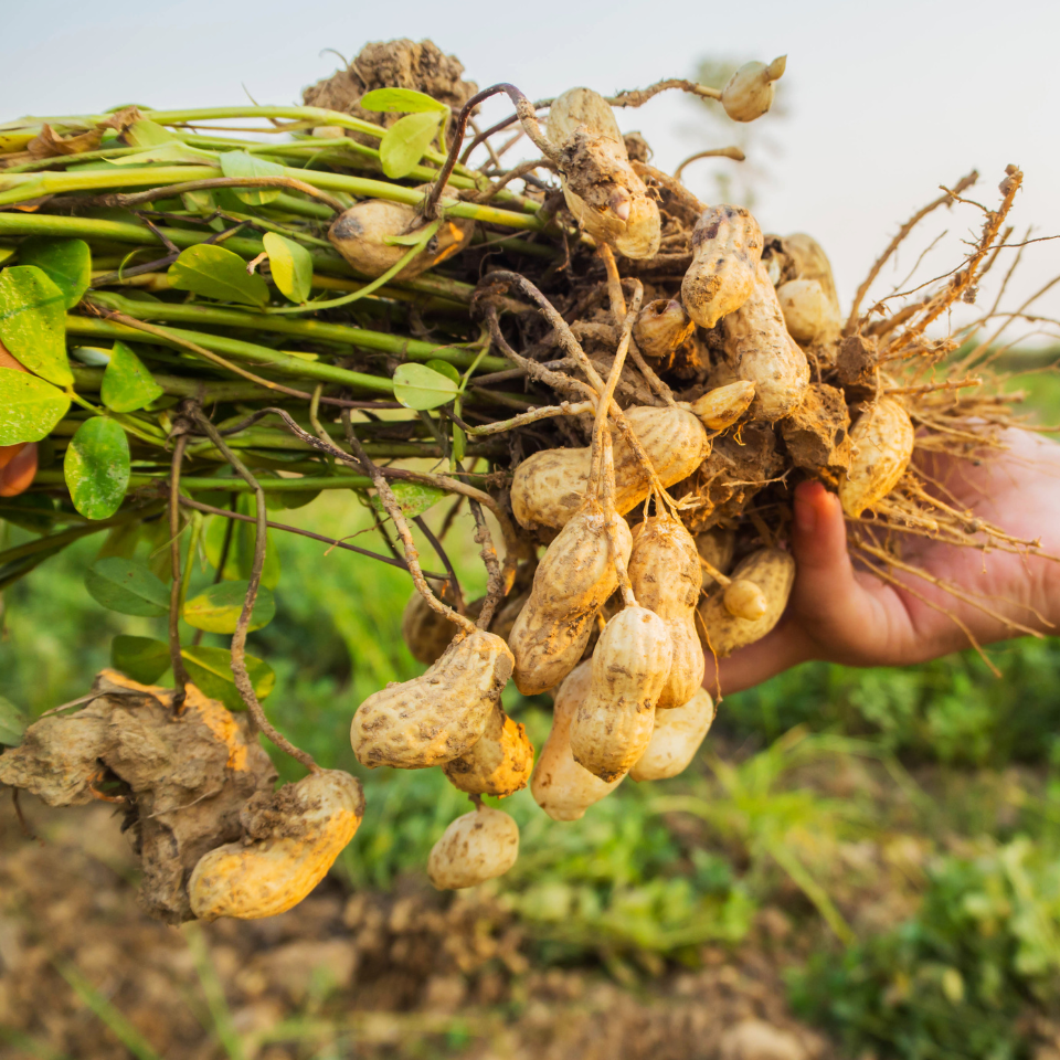 Selected peanuts Seeds — 50