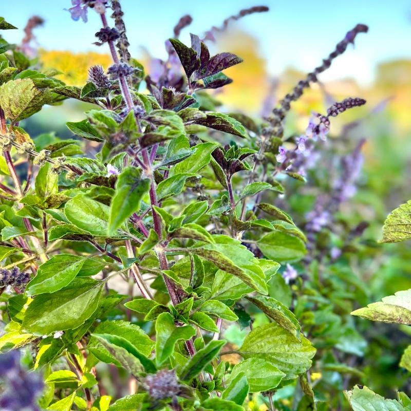 Krishna Tulsi, Tulsi (Black) Seeds — 3000