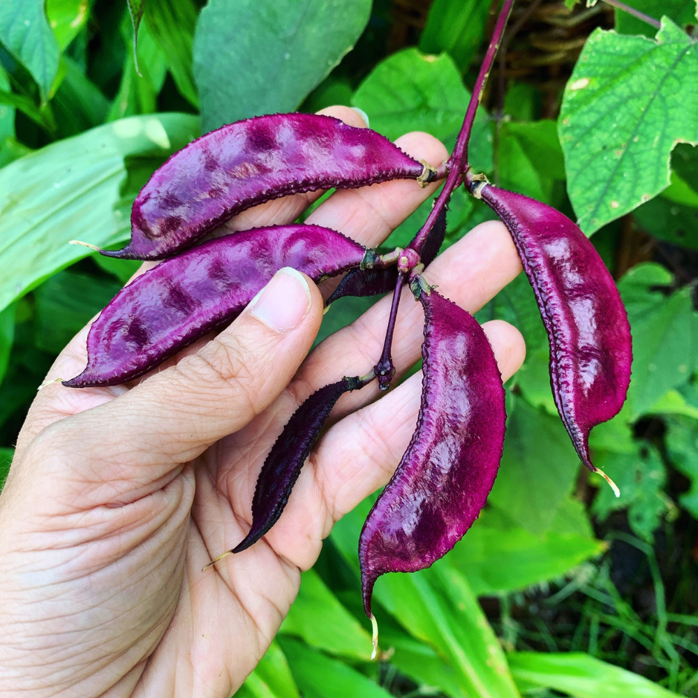 Black vaal anumulu beans Seeds — 10