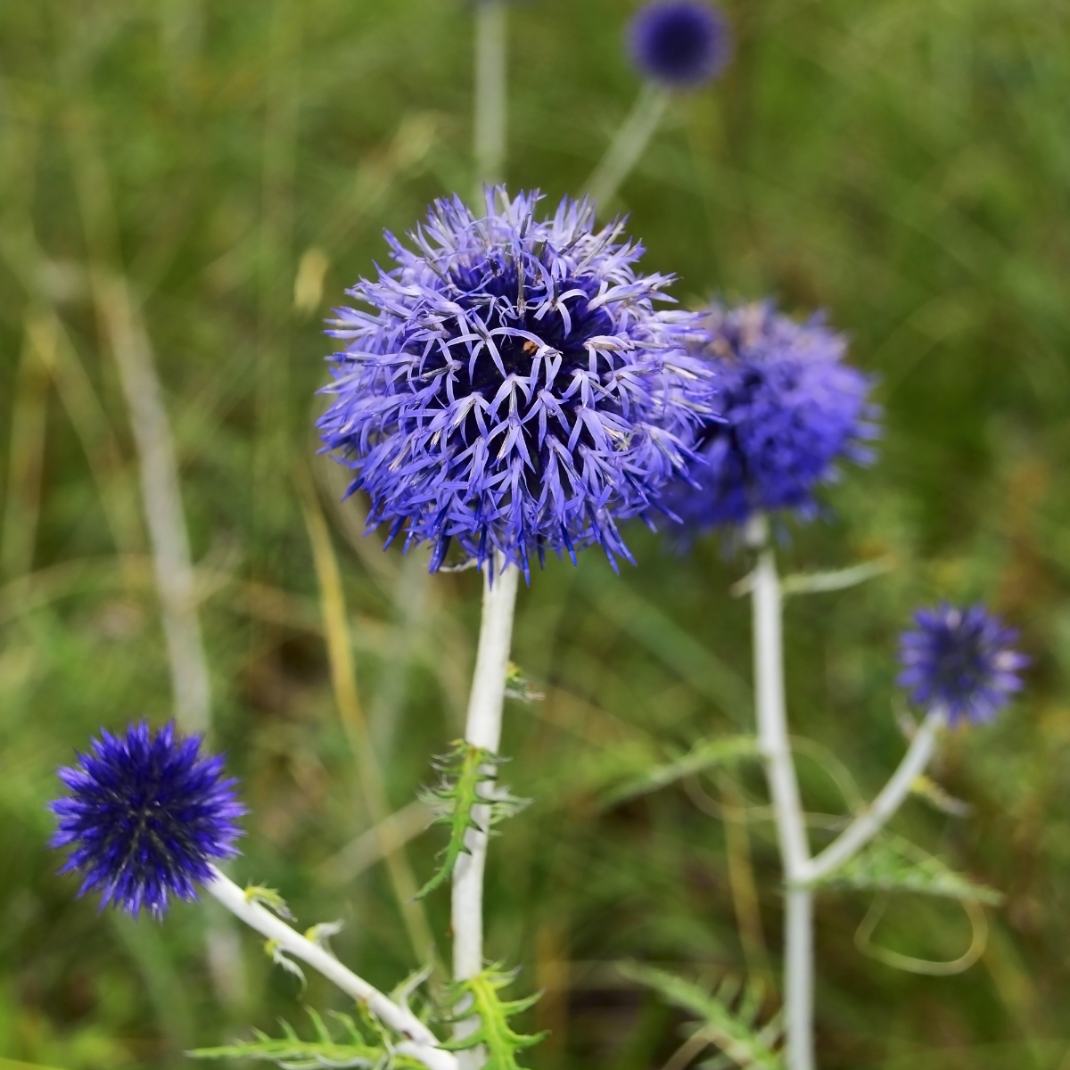 Globe thistle, Echinops sphaerocephalus Seeds — 100