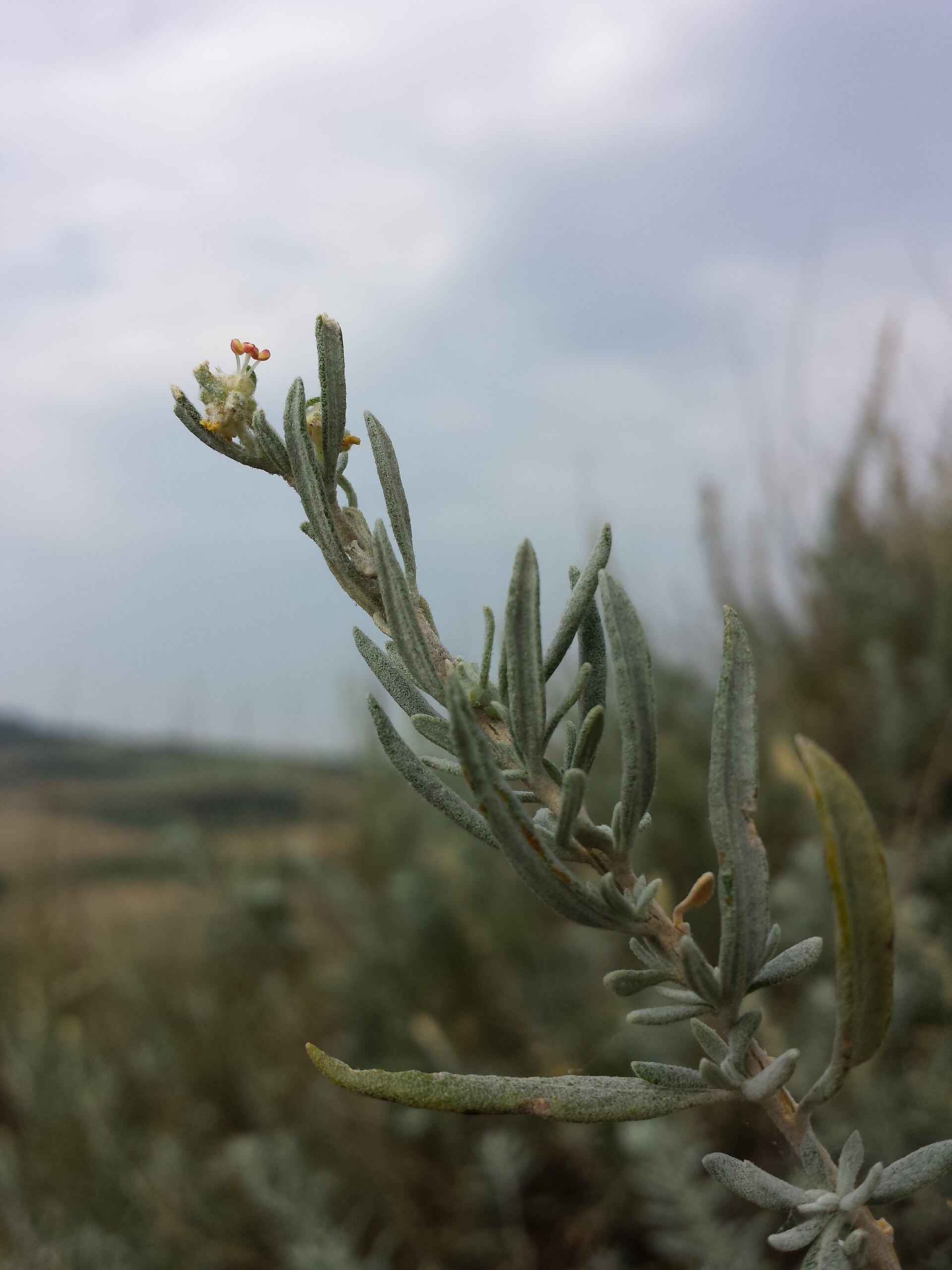 Krascheninnikovia ceratoides Eurasian Winterfat Seeds — 20
