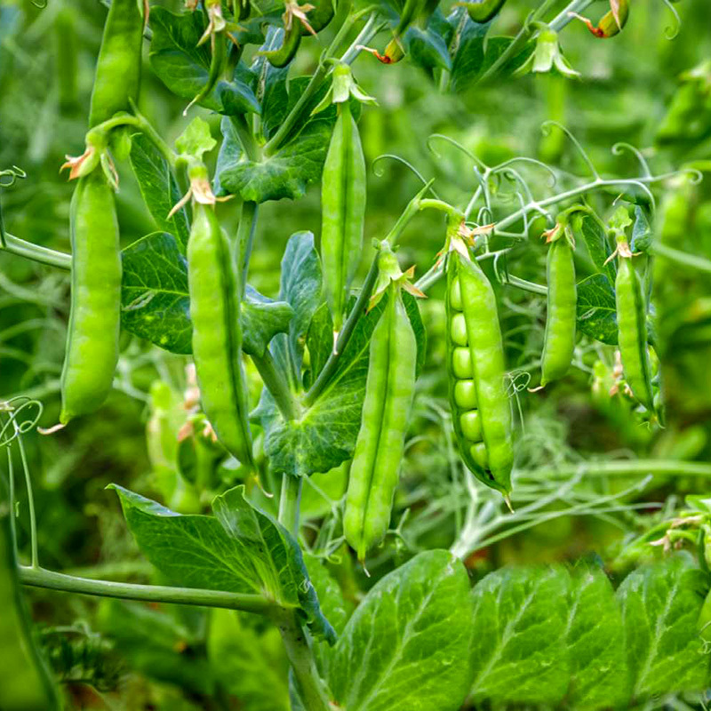 Green Peas Arkel Seeds — 20