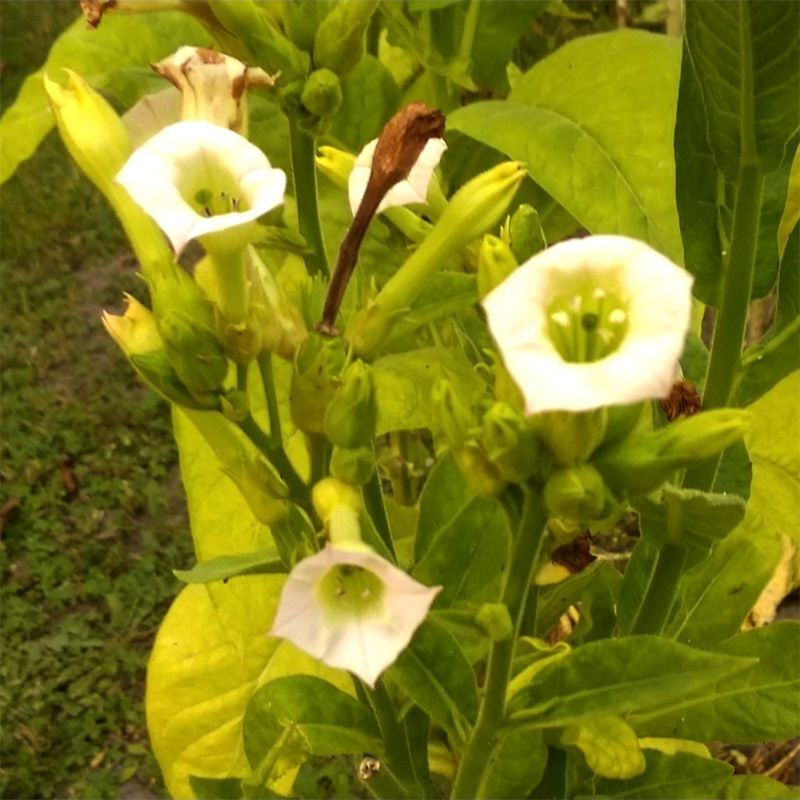 Tobacco turkish Seeds — 300