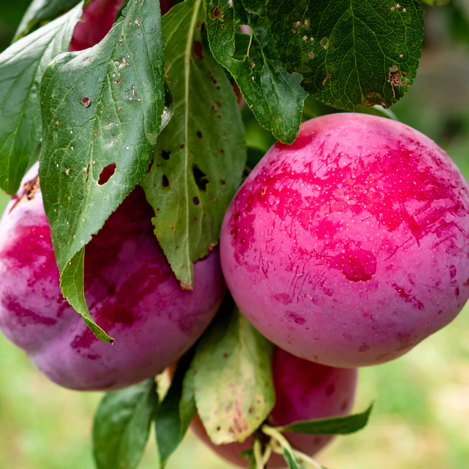 European Plum Seeds from the Himalayas — 5