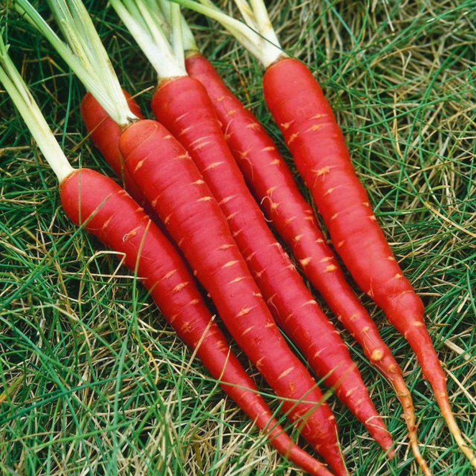 Russian red carrot Seeds